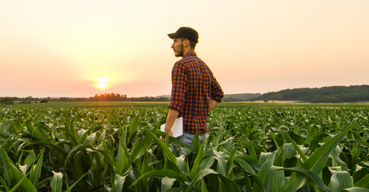 Young farmer in the field at sunset holding an iPad