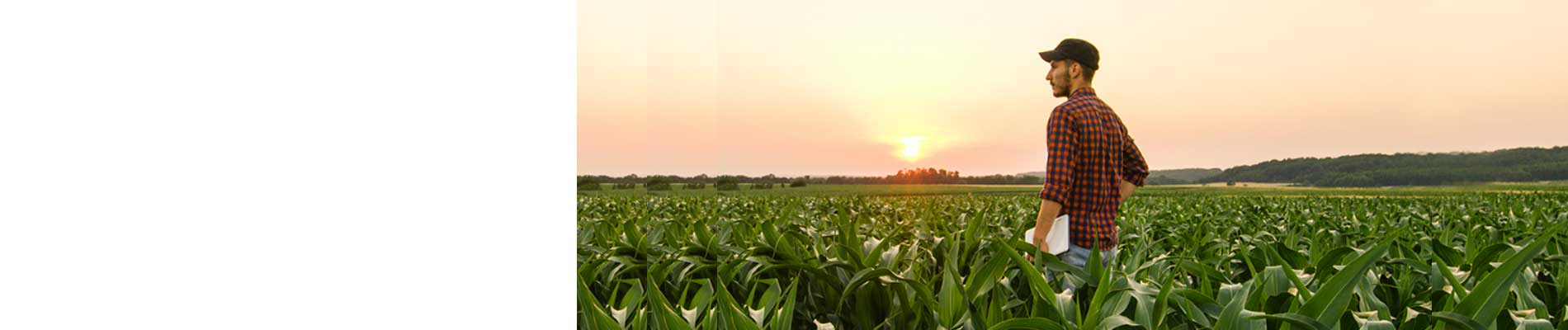 Young farmer in the field at sunset holding an iPad